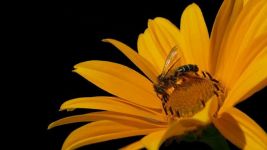 黄蜂和蜜蜂寓言故事