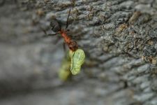 小蚂蚁和毛毛虫寓言故事