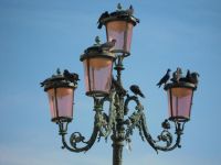 圣马丁广场水中的鸽子诗歌示例