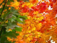丰富多彩的秋天诗歌示例