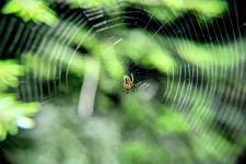 关于蜘目蛛网的诗歌
