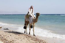 骆驼和阿拉伯人的故事