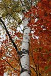 秋天的白桦树诗歌