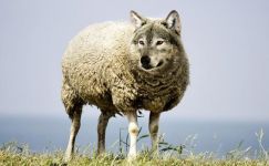 有关狼和羊的歇后语