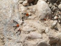 蝉与蚂蚁—伊索寓言