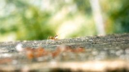 一只蚂蚁躺在一棵棕榈树下诗歌