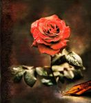 红玫瑰爱情诗歌
