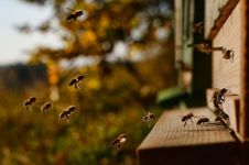 离开蜂巢的小蜜蜂的寓言故事