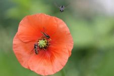 蜜蜂和苍蝇的故事大纲