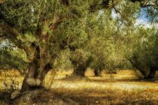 梦中的橄榄树诗歌示例