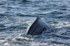 海中曲，抹香鲸的诗歌