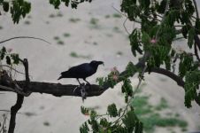 一只蓝鸟和一棵树诗歌