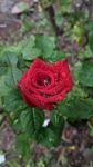 关于赞美玫瑰花的诗句