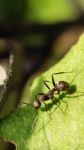 钻牛角尖的蚂蚁