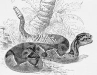 蛇头和蛇尾的寓言故事
