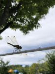 蜻蜓和蚂蚁诗歌