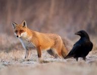 有关乌鸦和狐狸的新寓言为作文