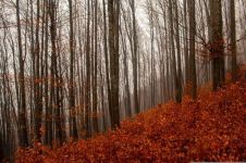 秋天的树林成语