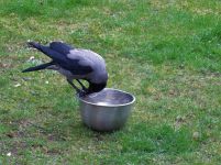 小乌鸦喝水-350字