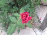 A Red Red 一朵红红的玫瑰花英语诗歌