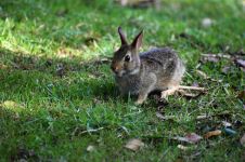 关于动物的寓言小故事：野兔的耳朵