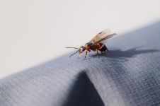 昆虫记蝉和蚂蚁的寓言读后感