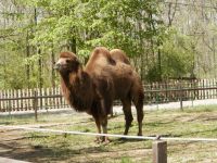 动物园长大的骆驼范例