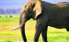 关于大象的歇后语（精选90句）