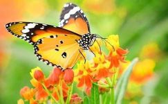 关于蝴蝶的古诗10首