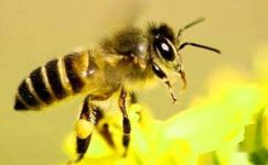 有关赞美蜜蜂的诗句