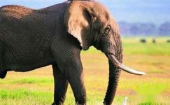 大象的鼻子为什么那样长寓言故事范例