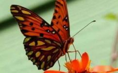 关于蝴蝶的古诗
