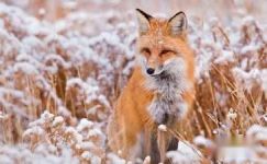 寓言故事150字及寓意：狐狸和樵夫范例