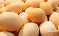 简短的寓言故事：不吃鸡蛋范例
