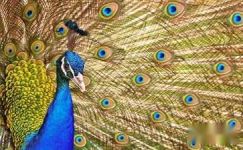 金翅大鹏和孔雀组建百鸟合唱团的寓言故事范例