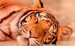 短篇励志寓言故事：老虎打猎范例