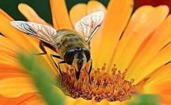 小蜜蜂和花范例