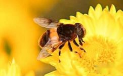 蜜蜂和苍蝇的故事范例