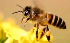 蜜蜂与鲜花寓言故事大纲