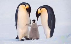 勇敢的小企鹅寓言故事范例