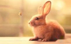 小竹子和小兔子的寓言故事范例