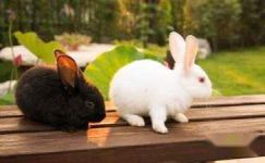 兔子和蜗牛范例