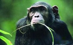 大猩猩与食蚁兽范例