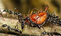 关于蚂蚁团结的成语