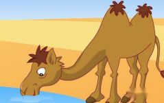 动物寓言故事：骆驼和猪大纲