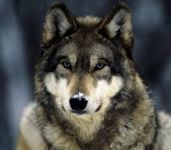 关于狼的成语及注解